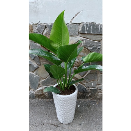 Chậu Cây Trầu Bà Đế Vương
