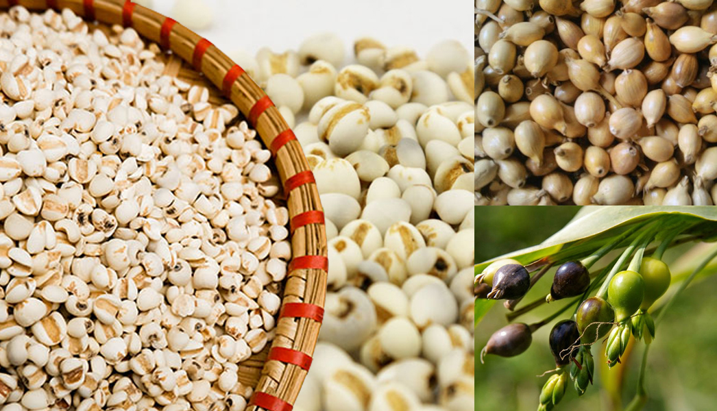 Hạt bobo ý dĩ loại ngon ( Barley seed )