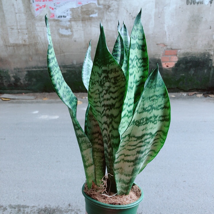 Lưỡi hổ xanh