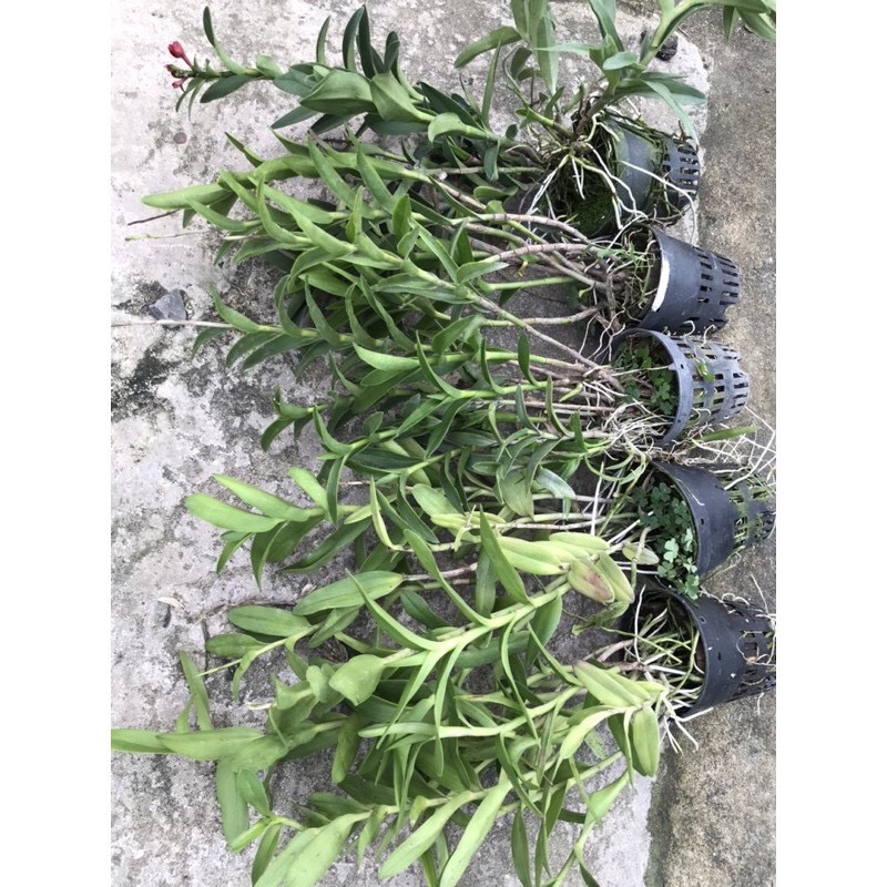 Hoa  lan  Epi hồng