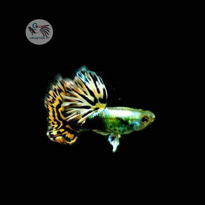 Bán thức ăn + 6 cặp tiger hm giá chỉ 100k
