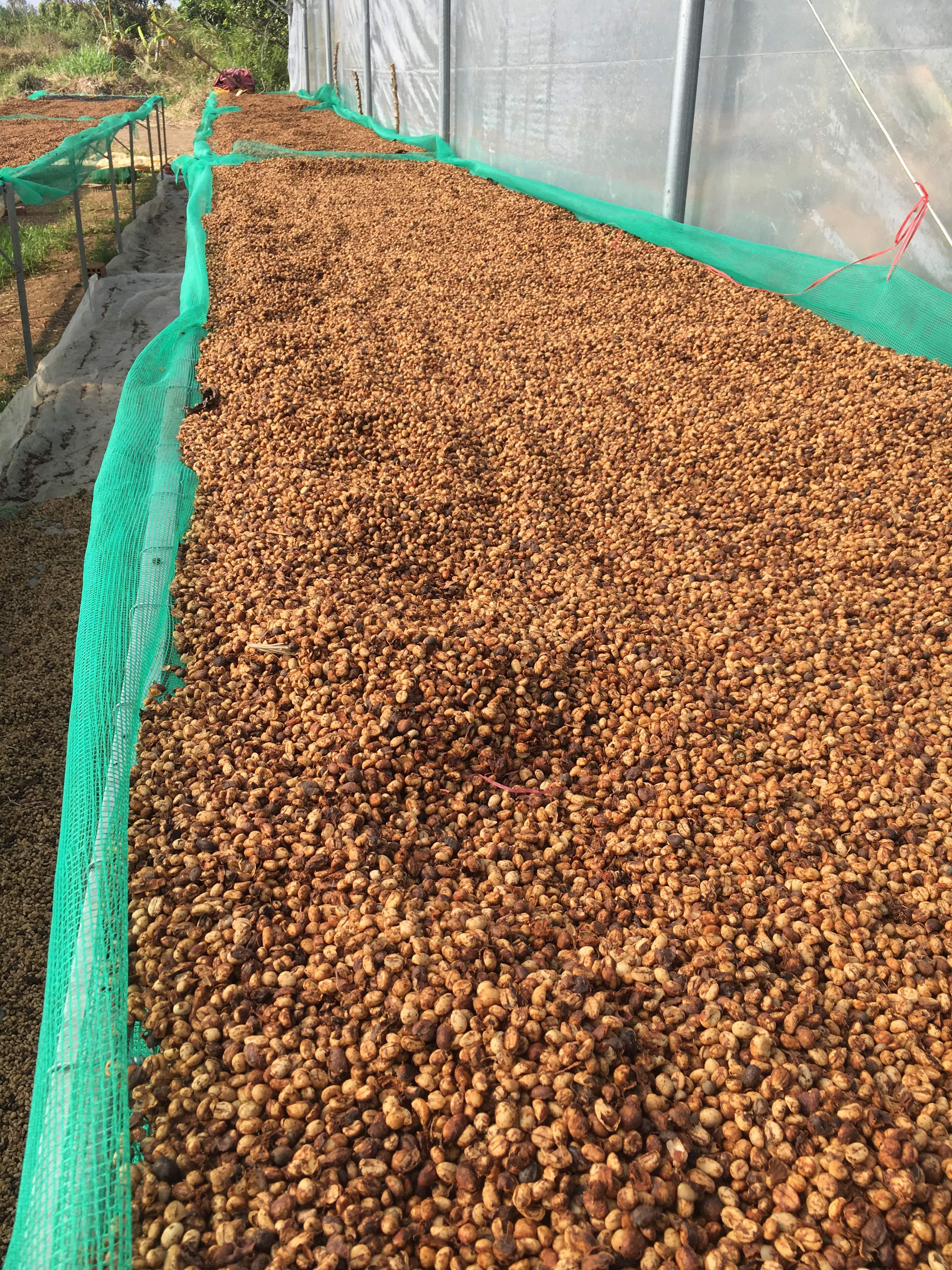 Coffee beans (green bean)