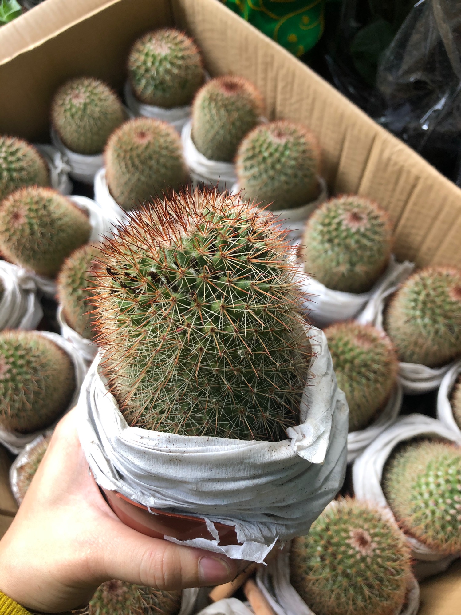 Xương rồng noto gai đỏ