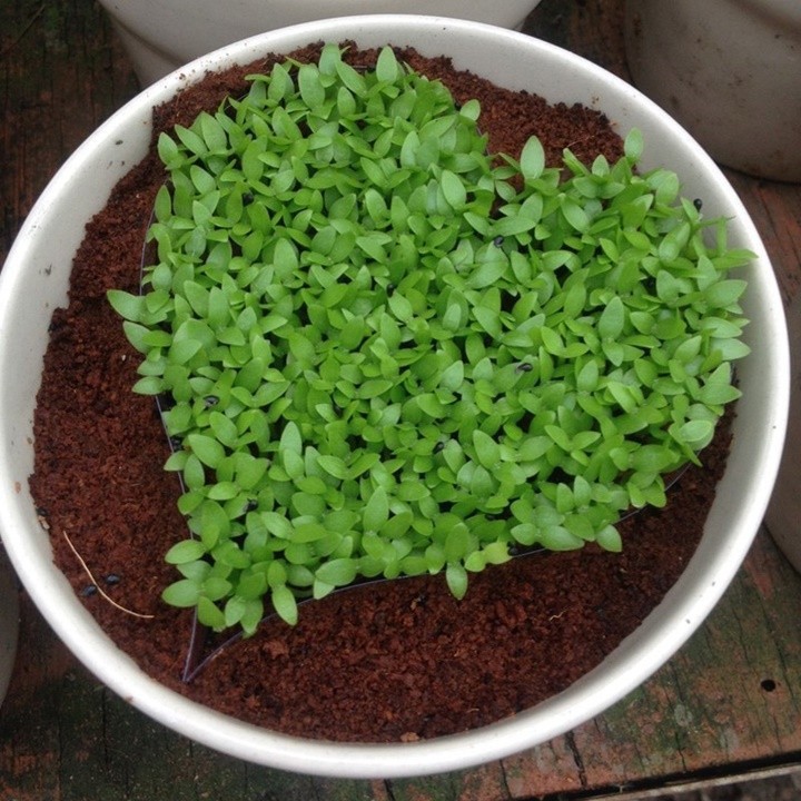 SET 2 ỐNG Phân bón kích rễ Roots roots 2 của Mỹ