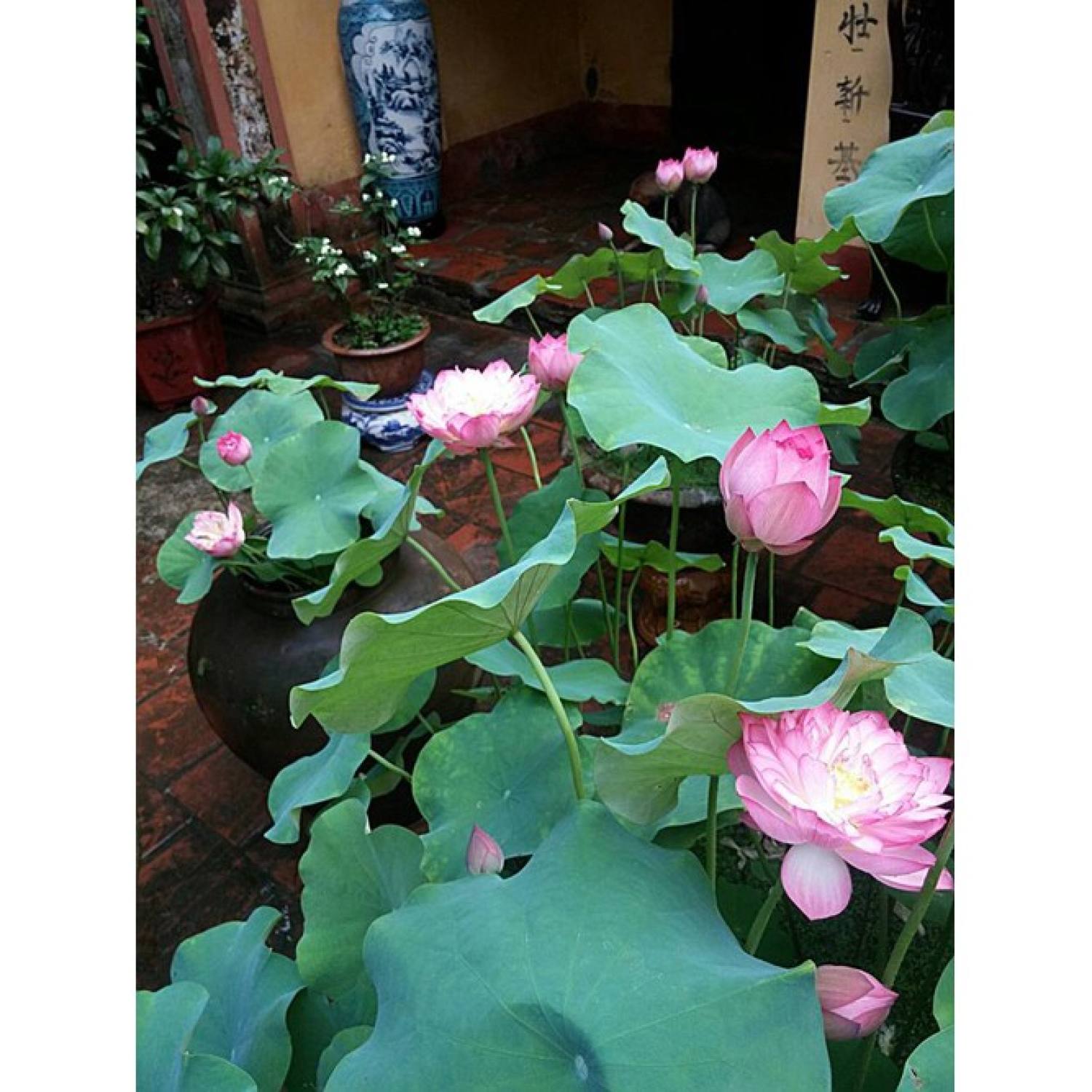 5 Hạt giống Sen Hồng Ta (Dễ trồng, Hoa quanh năm)