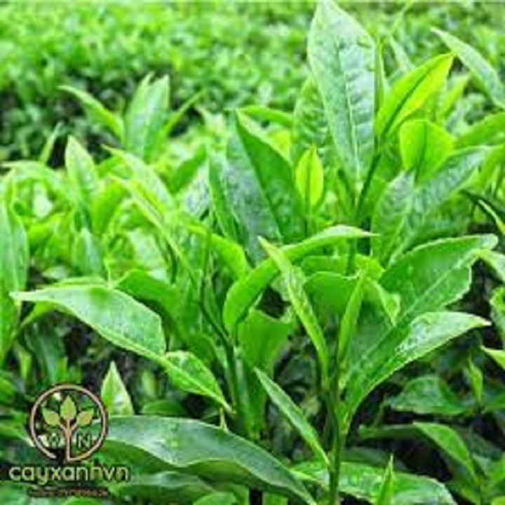 combo 3 bầu cây giống cây trà (chè ) xanh