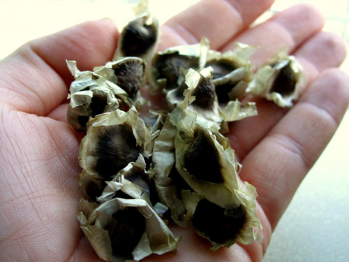 Hạt Giống Rau Chùm Ngây 100G (200Hạt)