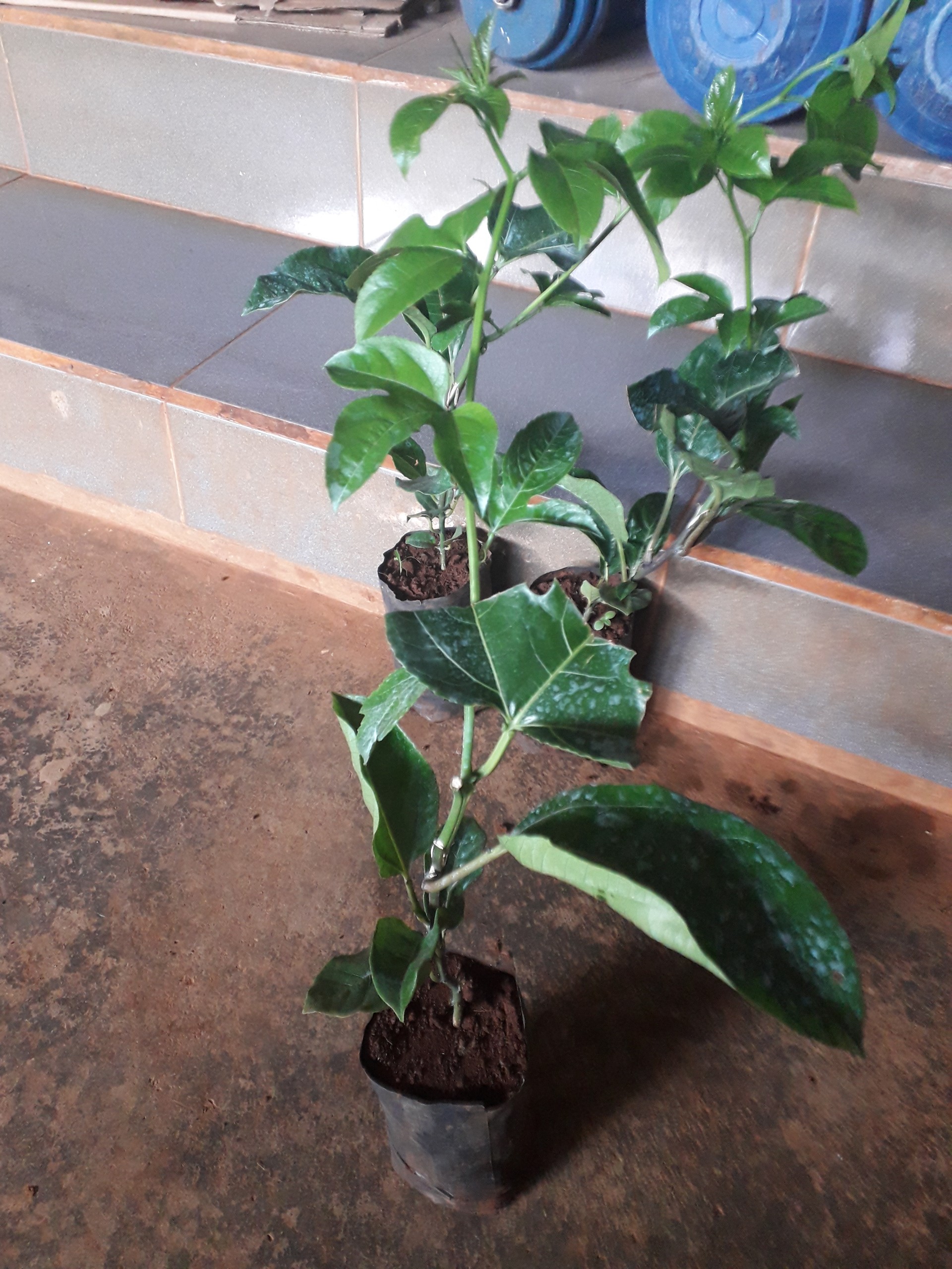 CÂY giống Chanh Leo tím [ Cây Ghép bầu to siêu khỏe  như hình - dễ trồng ] [ CÂY CHANH DÂY.