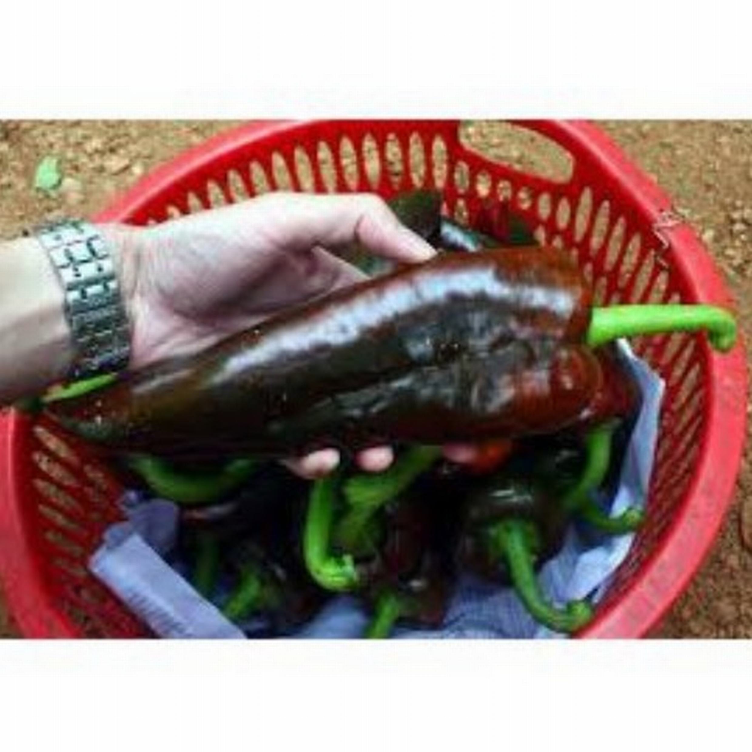 Combo 50 hạt ớt sừng bò (sừng trâu) khổng lồ