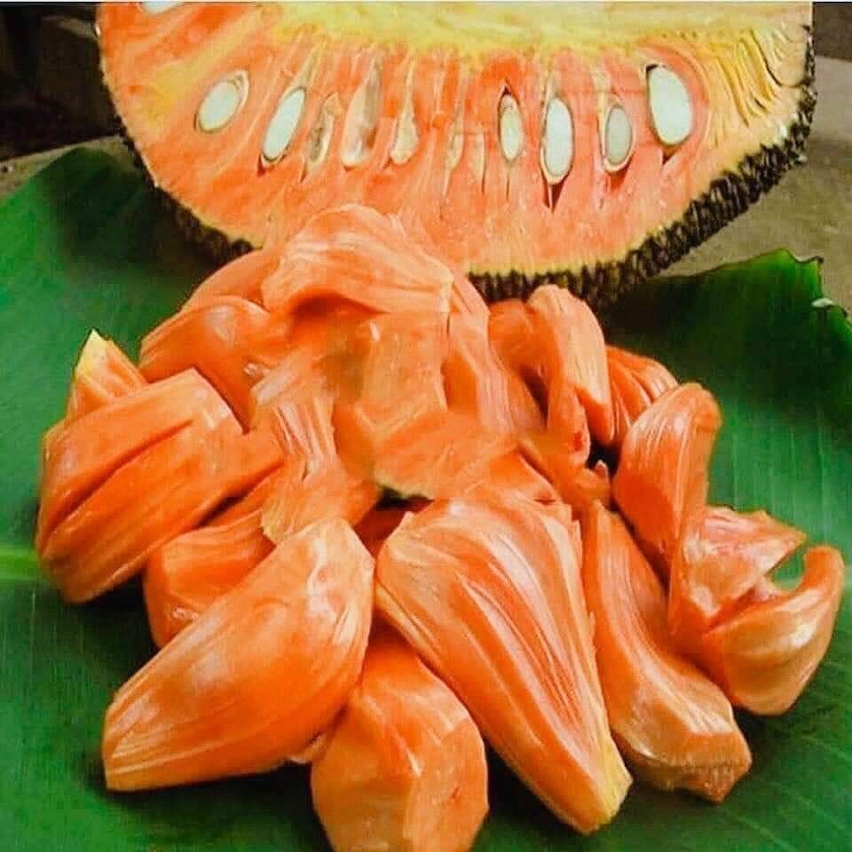 CÂY GIỐNG mít lùn(CÂY GIỐNG NGỌC HIẾU)