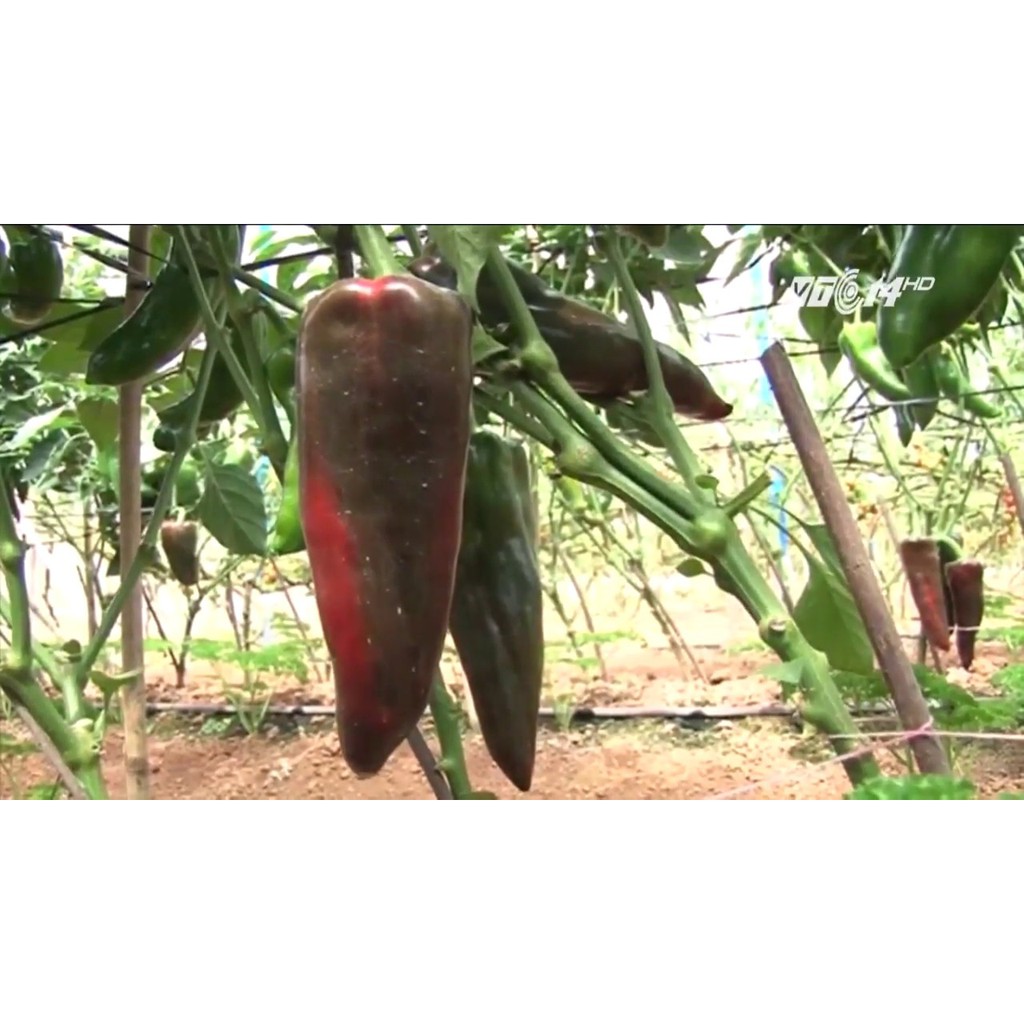 Hạt Giống Ớt Sừng Bò - 30 Hạt