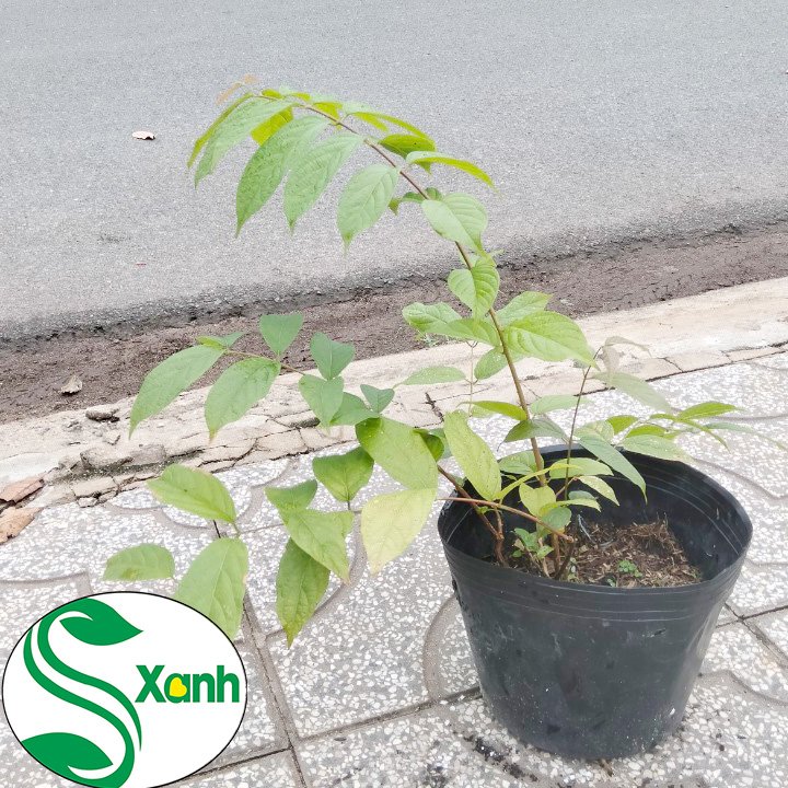 Cây Hoa Trang Leo, Hoa Sử Quân Tử