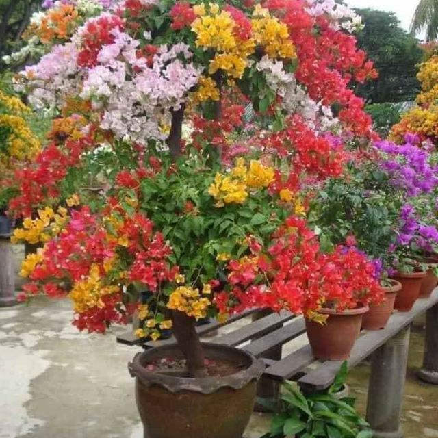 Cây hoa giấy nhiều màu