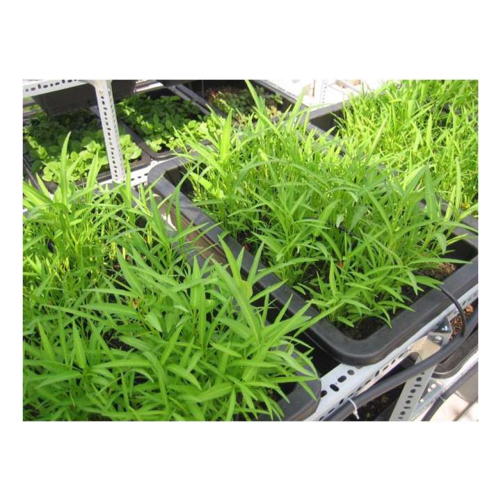 Hạt Giống Rau Muống Lá Tre Gói 50Gr