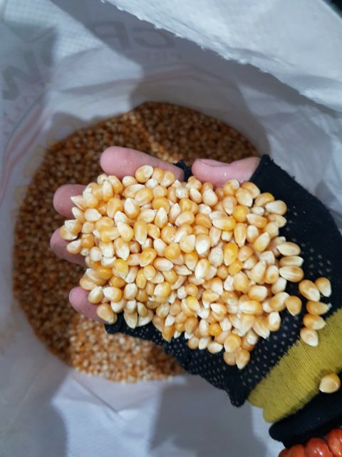 { 1KG } BẮP MỸ LÀM BẮP RANG BƠ