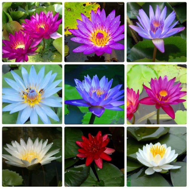 5 củ hoa súng các màu