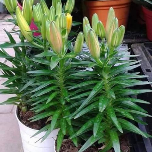Combo 5 củ hoa ly  hoa màu cam(củ có mầm sẵn, dể trồng)