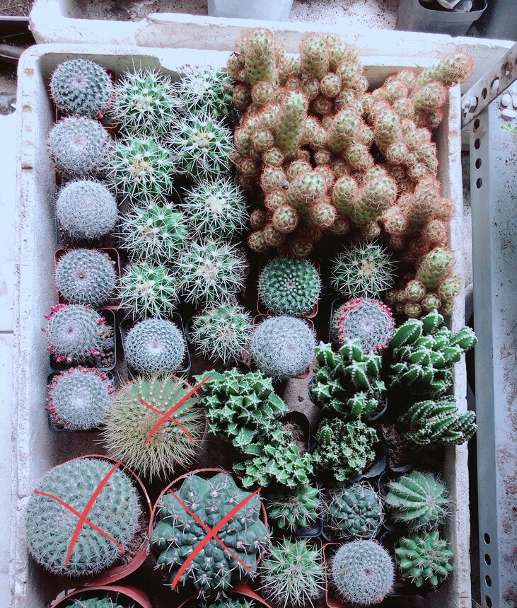 Xương Rồng đồng giá 40k