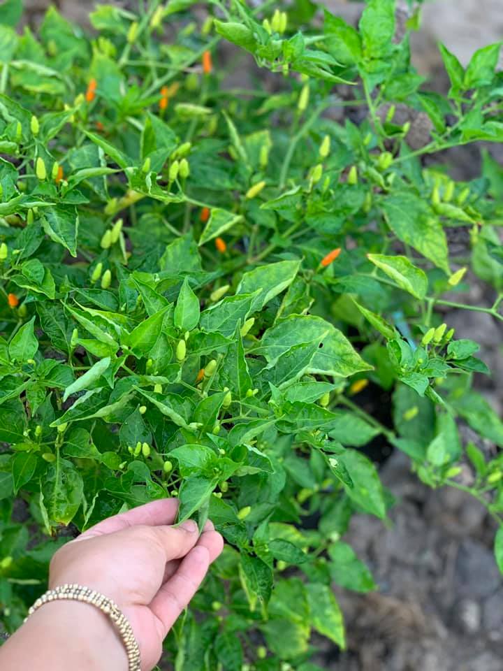 Cây Ớt Xiêm Xanh (Ớt sẻ, ớt rừng) trồng chậu