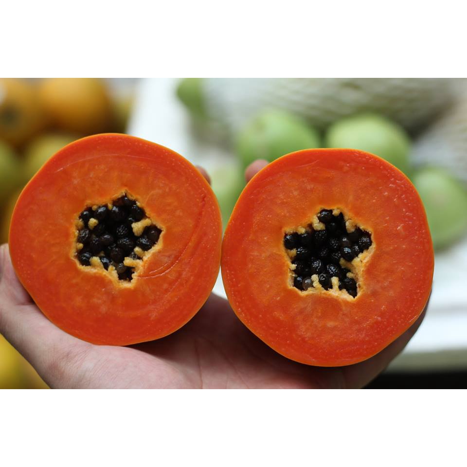 Hạt giống Đu Đủ ruột Đỏ F1 TN