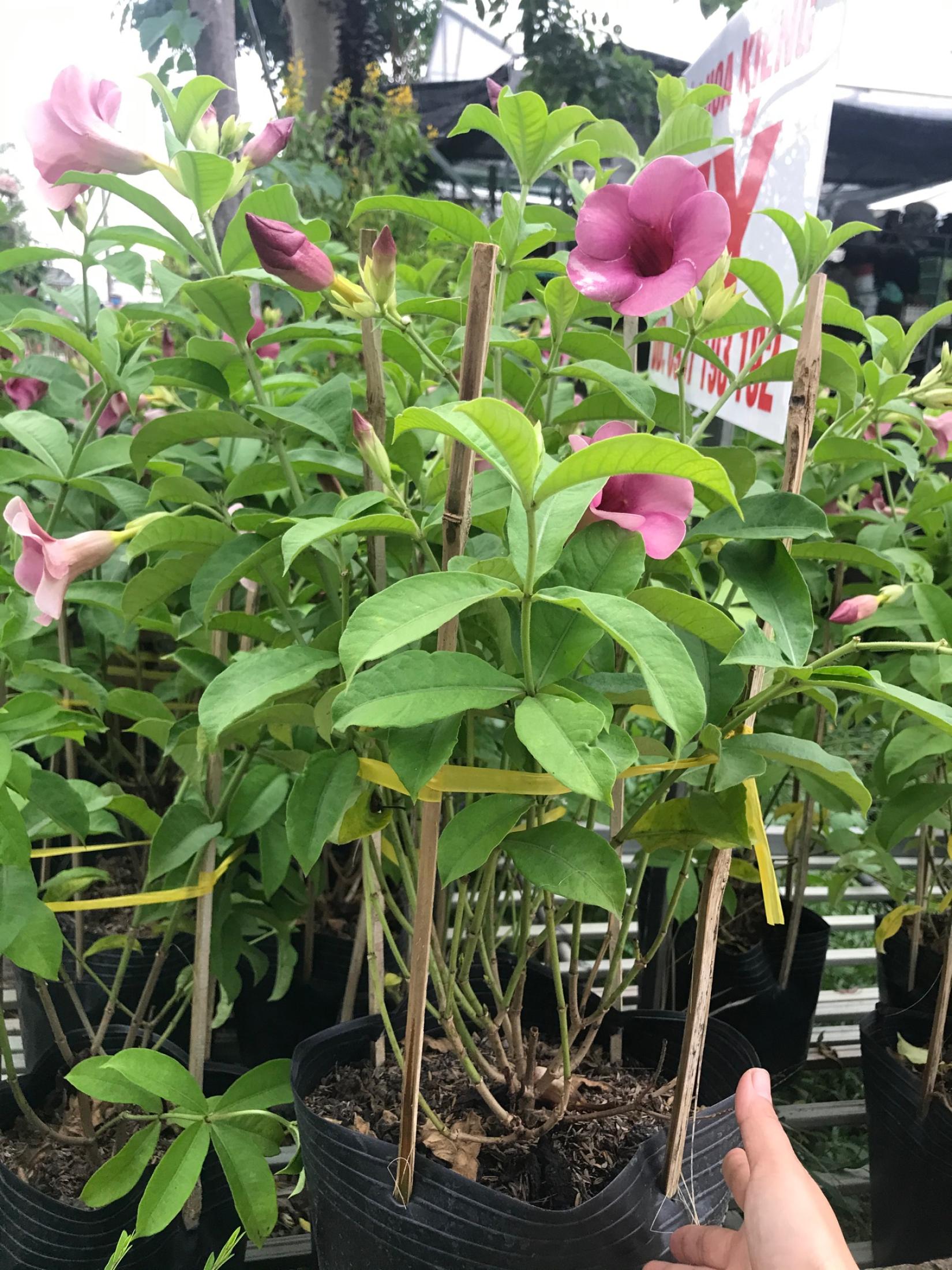 Cây huỳnh anh tím giống mới