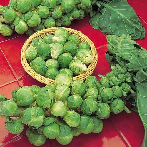 Hạt giống bắp cải tí hon xanh 50 hạt/gói