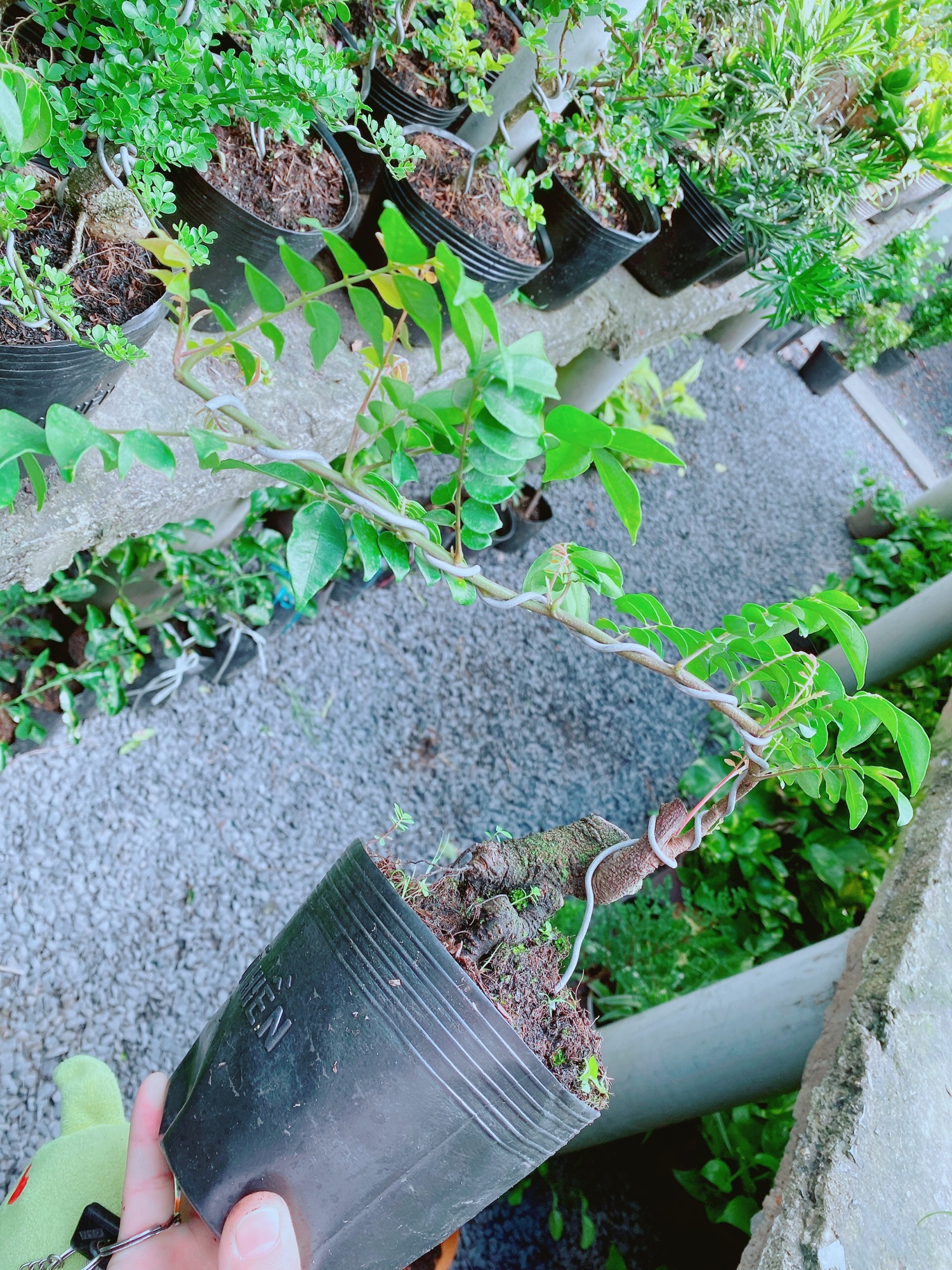 [HCM]Cây Khế Bonsai