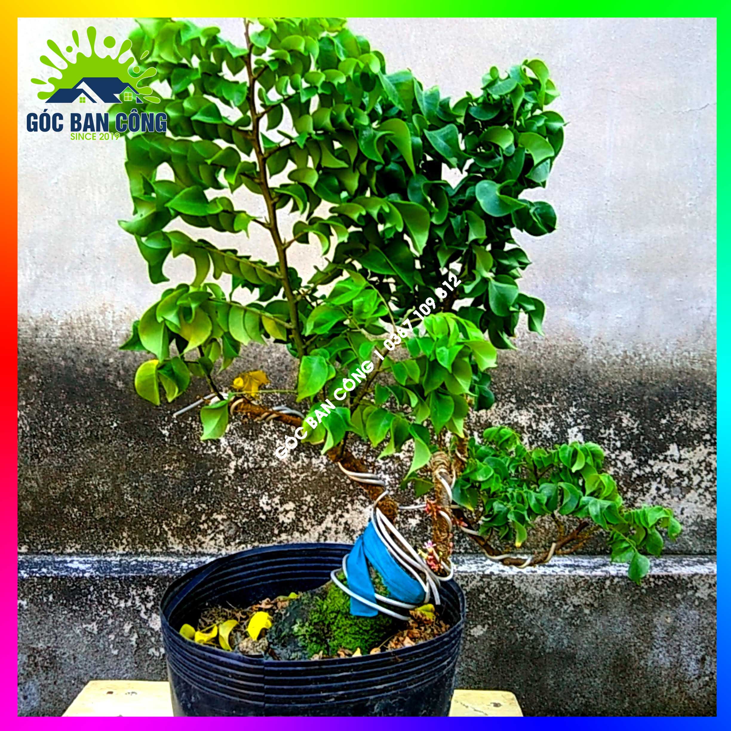 Cây Khế Bonsai Mini Gốc Quái - KBS14