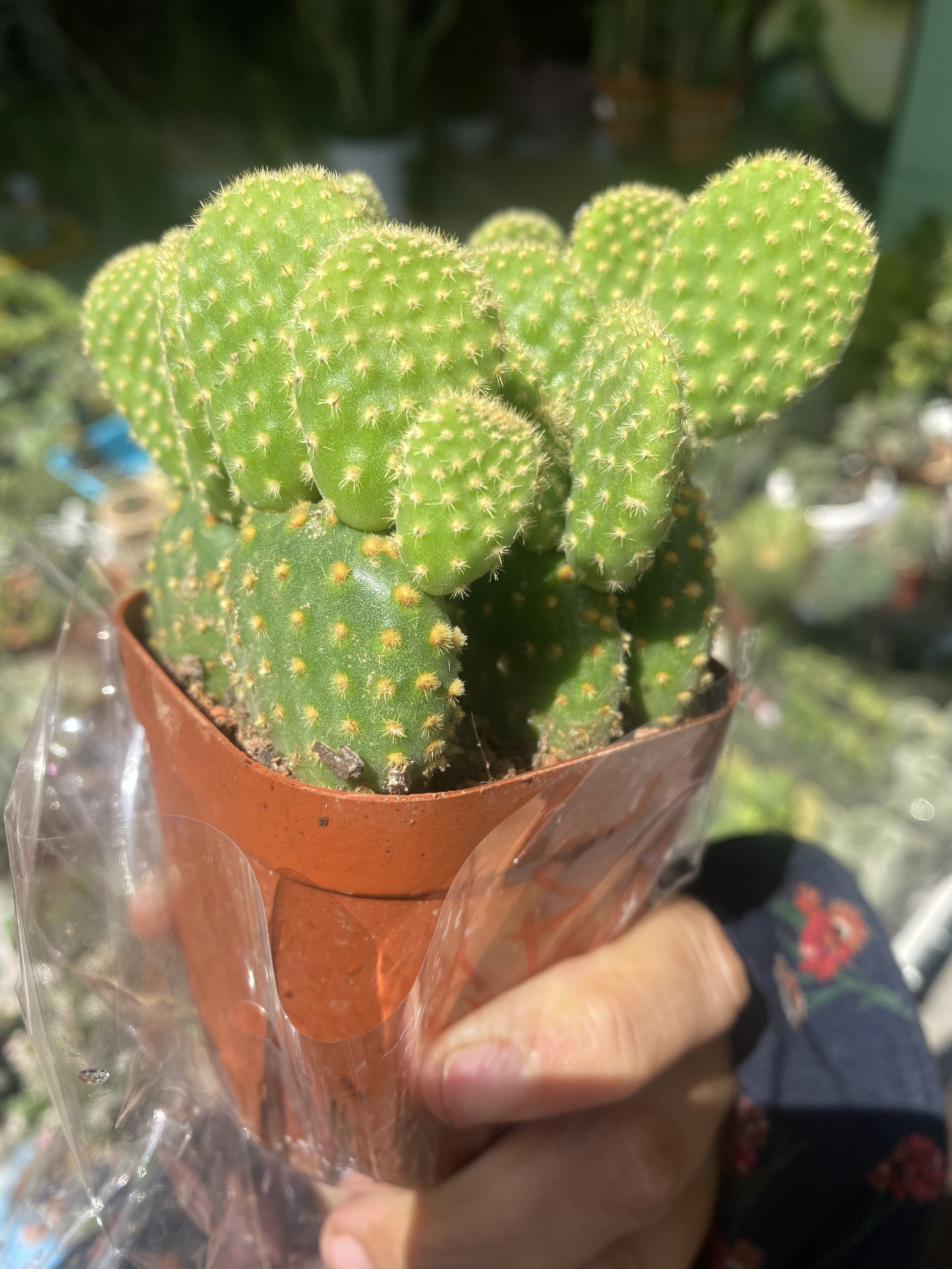 Xương Rồng Tai Thỏ Bụi 8-10cm
