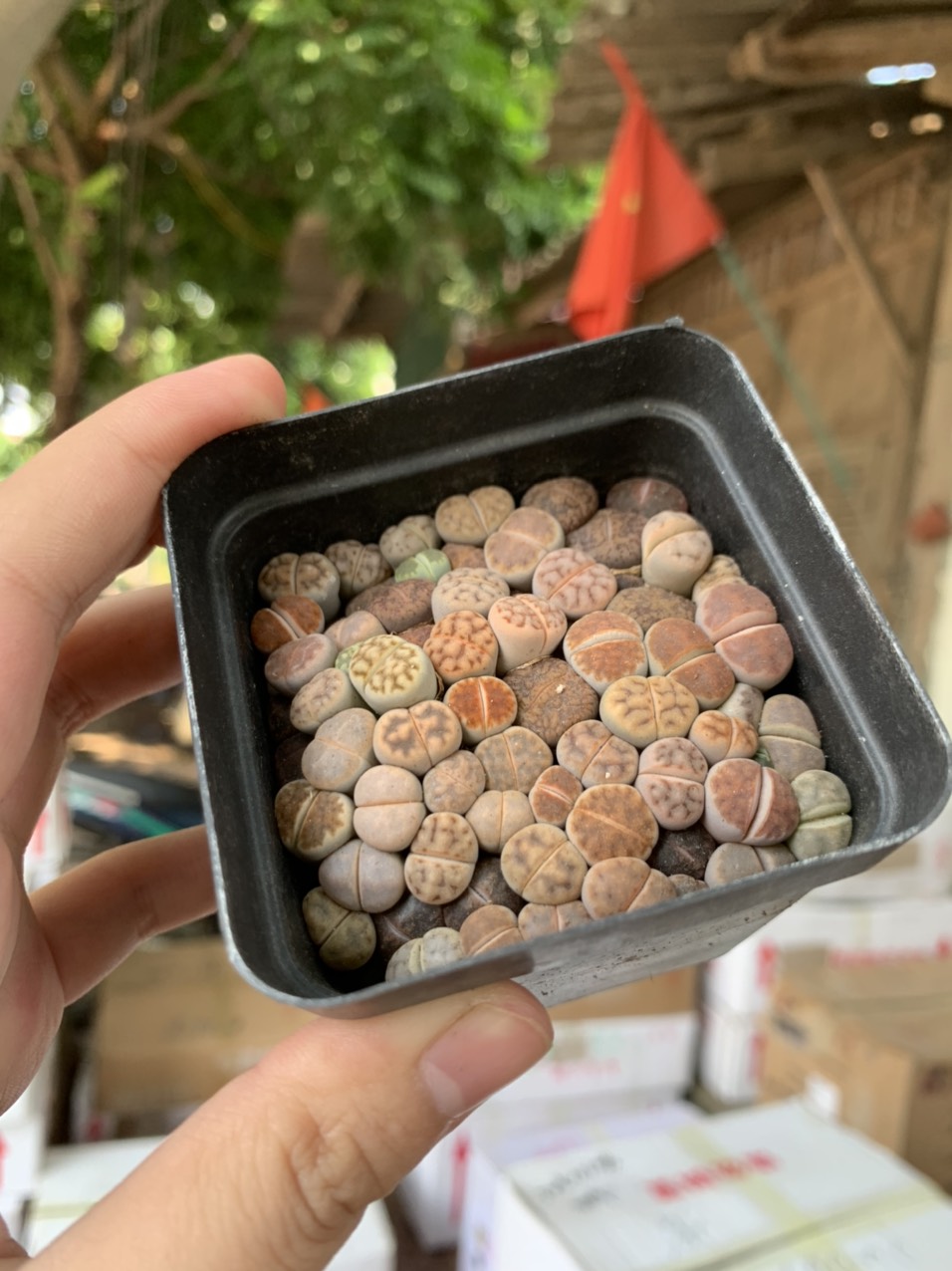 cây sen đá mông , sen đá thạch lan , lithops size nhỏ ( chậu combo hơn 20 cây )