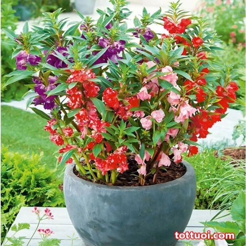 Hạt giống hoa móng tay kép mix màu(gói 50 hạt)