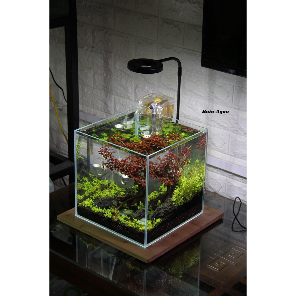 Đèn đế gỗ, đèn led rọi hồ cá, đèn đế gỗ cho bình terrarium