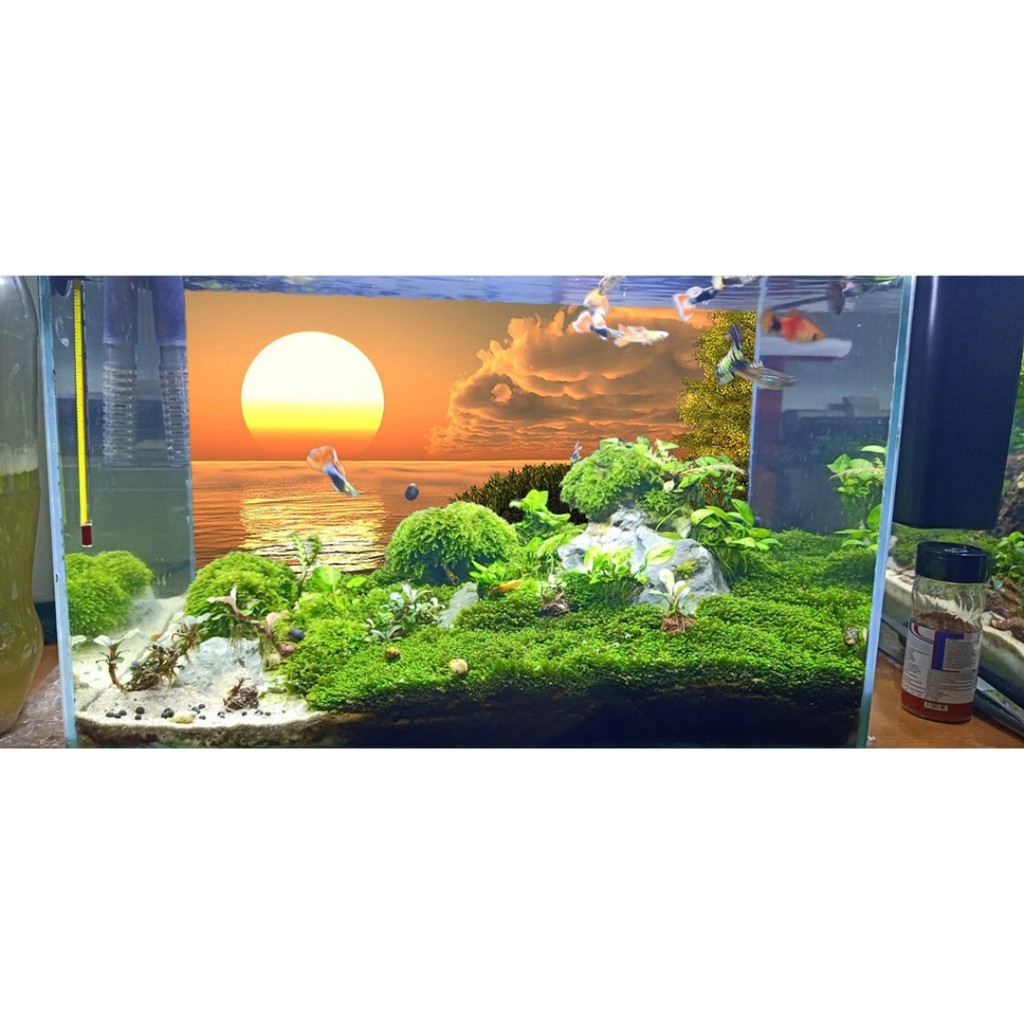 tranh 3d bể cá