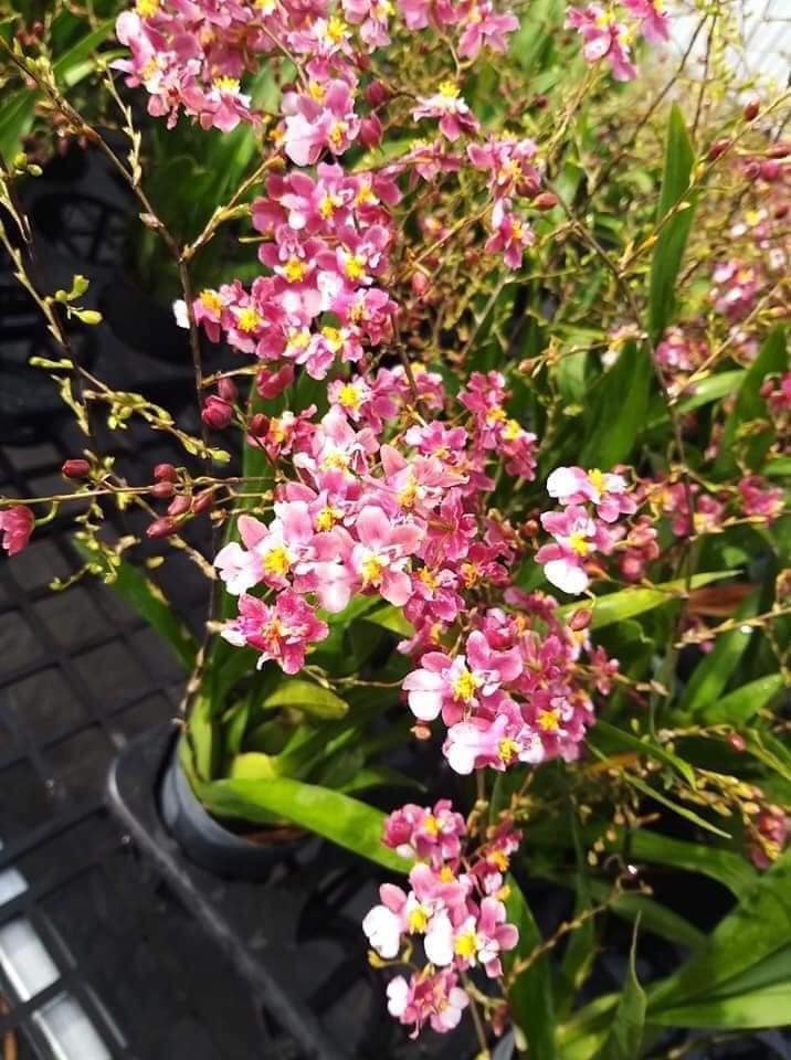 hoa lan: VŨ NỮ NGỌC NỮ- chậu trưởng thành