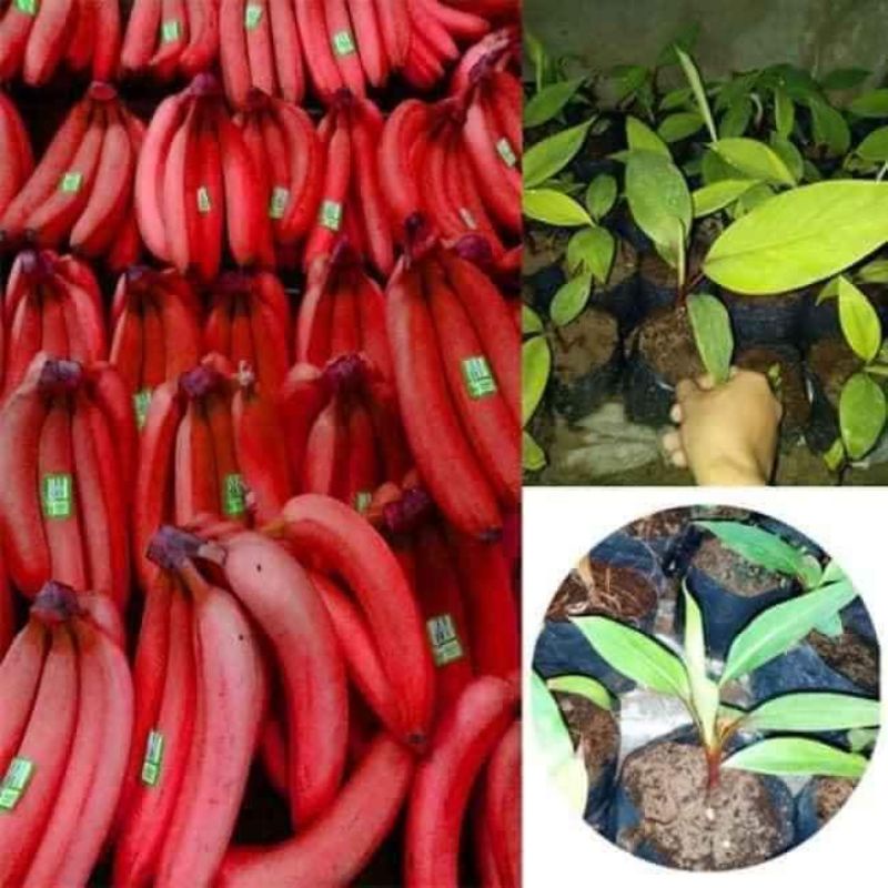 Cây giống chuối tiêu đỏ ( cấy mô siêu sớm) (cây giống có bảo hành )