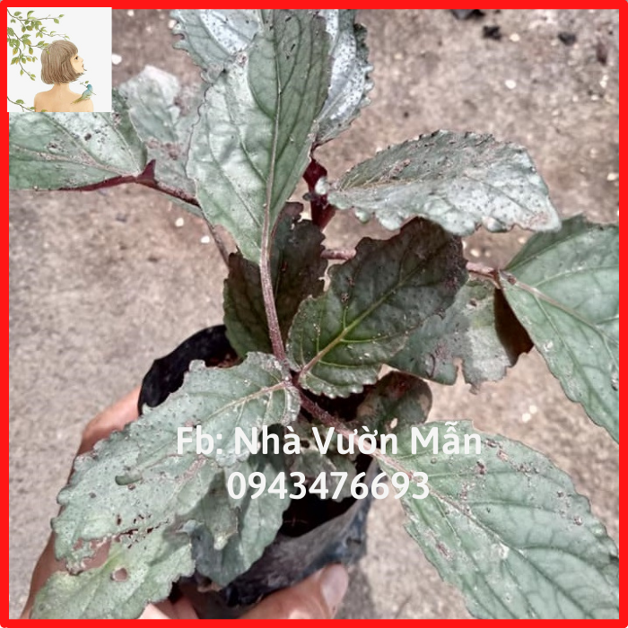 Cây Trà Dr Thanh (Cây Ô Lông)