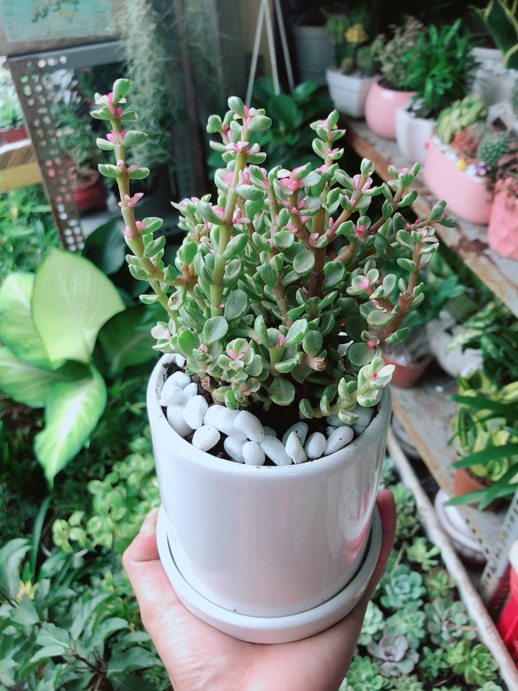 Chậu Sen Đá Nở Hoa