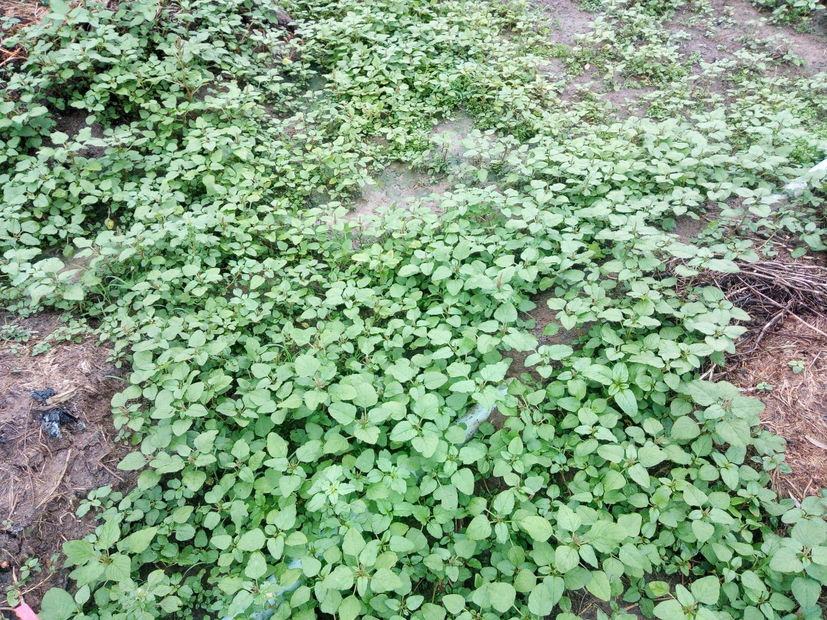 Hạt giống Rau dền cơm (Gói 10gram)