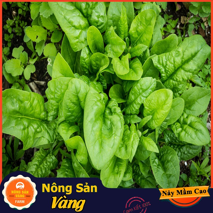 Babies' summer heat-resistant touch up bifurcation seeds in fruit, cool, moisturizing (5 gram pack)-shallow yellow