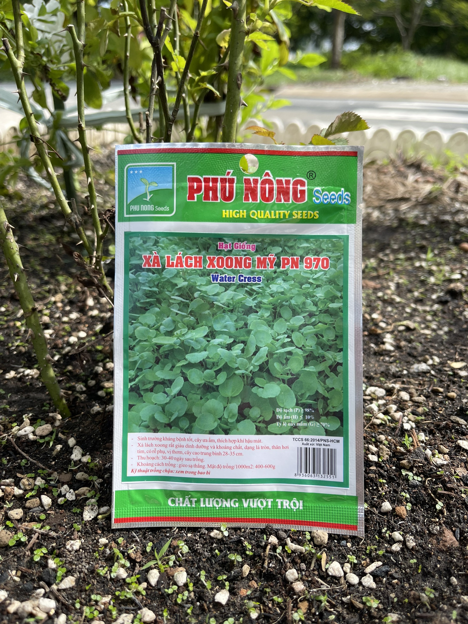 Hạt giống xà lách búp thảo nguyên, xà lách ăn non, xà lách búp đăm/ hạt giống phú nông