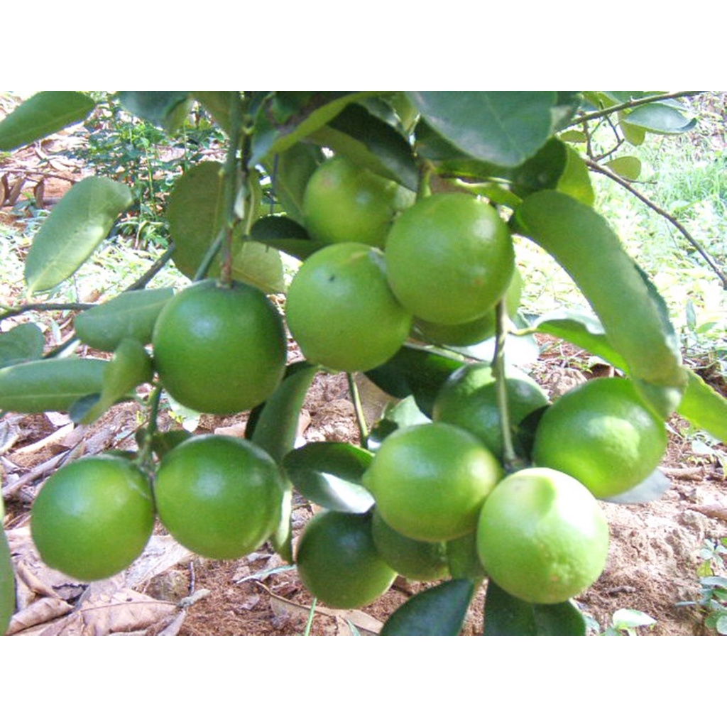 Cây giống chanh giấy siêu sớm _cây giống miền tây nguyên