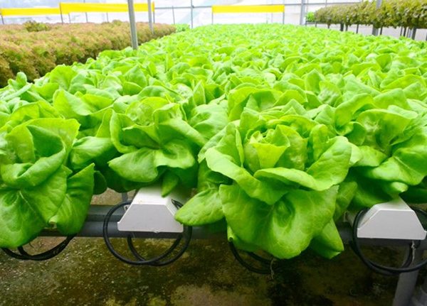 Hạt Giống Xà Lách gói 10gr hat giong rau sach thuy canh Nongnghiepxanh
