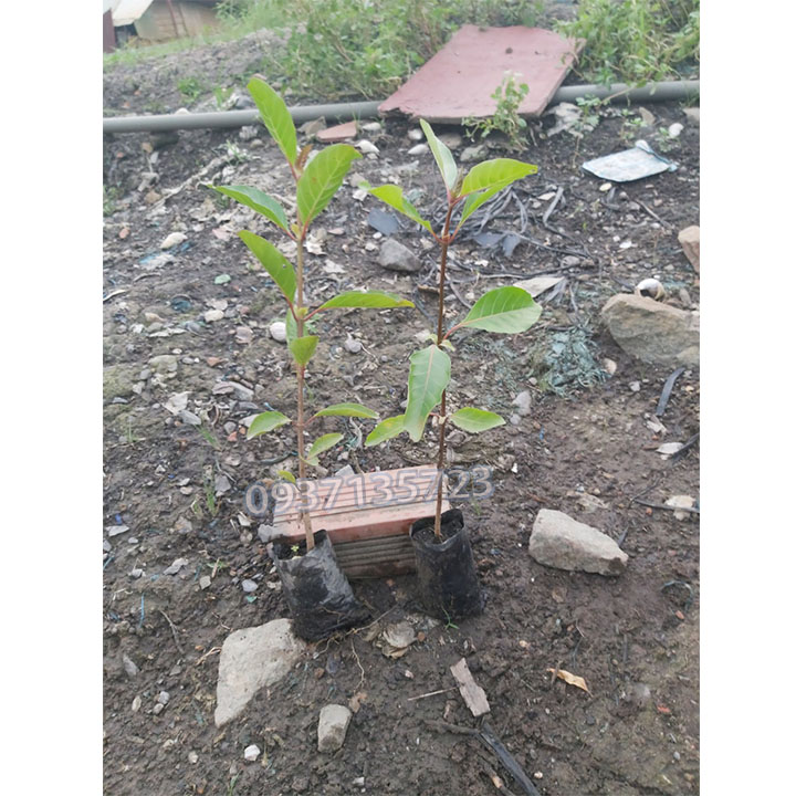 CÂY GÁO VÀNG -CÂY GIỐNG