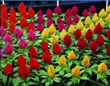 Multi-Colored Fire Cockatoo Flower Seeds (100 Seeds/Package)