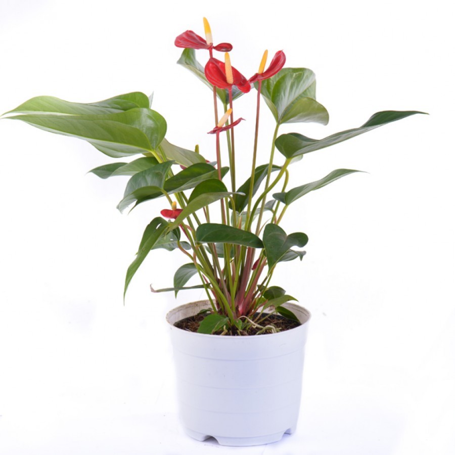 Chậu cây hồng môn Đỏ Đà Lạt