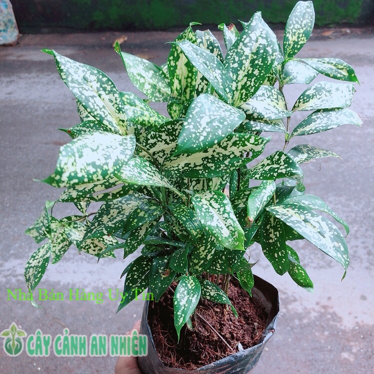 Cây trúc nhật đốm