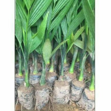 Giá Gốc - 8 cây cau lùn tứ quý