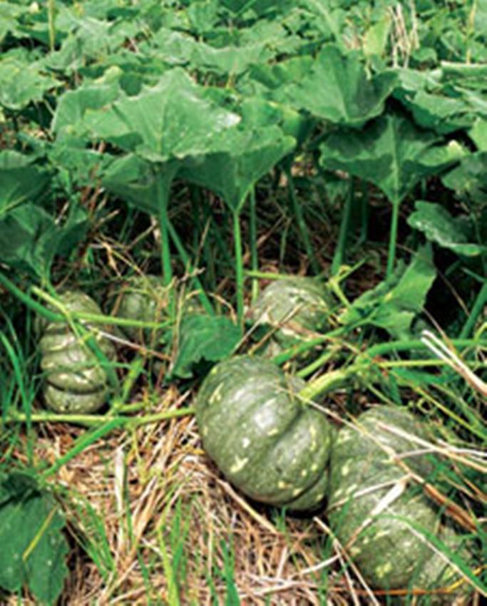 Hạt giống Bí đỏ Quả tròn