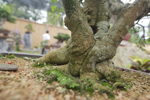 HỒNG NGỌC MAI CÂY SIÊU LỚN