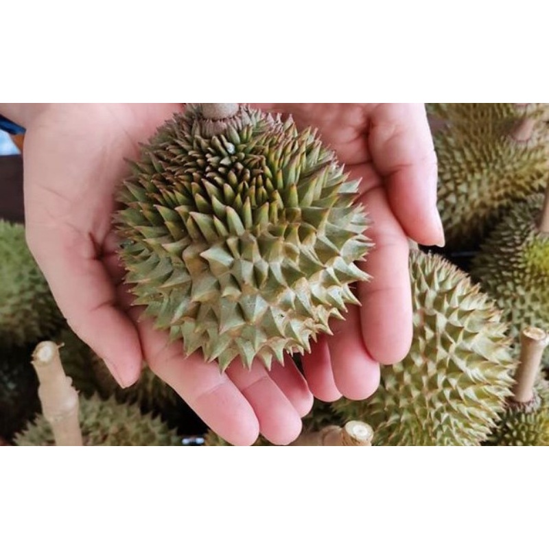FREESHIP MAX -Cây giống sầu riêng mini thái lan (18 tháng cho trái) (được kiểm tra hàng )